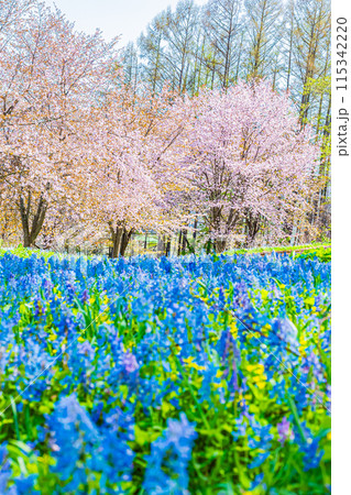 北海道 三笠山自然公園の風景 北海道 三笠山自然公園の風景 115342220