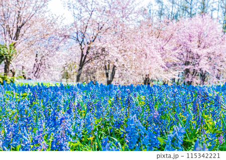 北海道　三笠山自然公園の風景 115342221