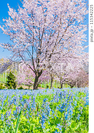 北海道 三笠山自然公園の風景 北海道 三笠山自然公園の風景 115342225