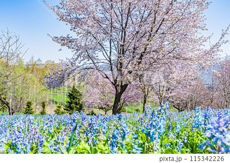 北海道 三笠山自然公園の風景 北海道 三笠山自然公園の風景 115342226