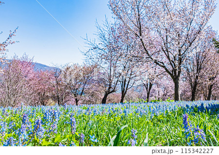 北海道 三笠山自然公園の風景 北海道 三笠山自然公園の風景 115342227