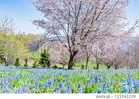 北海道　三笠山自然公園の風景 115342229