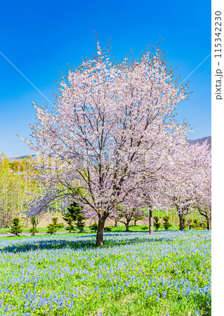 北海道　三笠山自然公園の風景 115342230