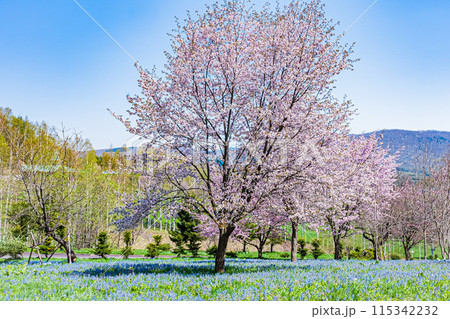 北海道 三笠山自然公園の風景 北海道 三笠山自然公園の風景 115342232