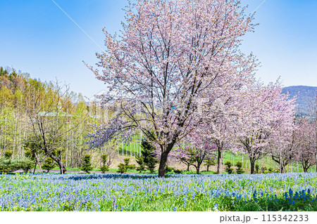 北海道　三笠山自然公園の風景 115342233