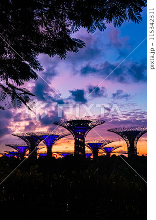 シンガポール 朝のガーデンズ・バイ・ザ・ベイ シンガポール 朝のガーデンズ・バイ・ザ・ベイ 115342311