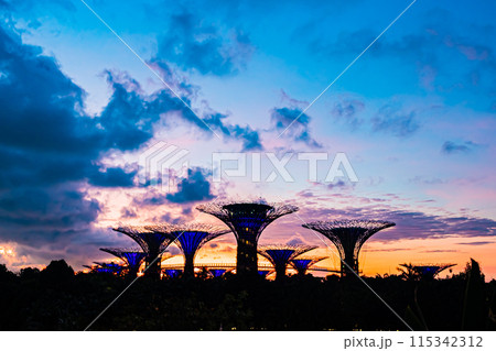 シンガポール　朝のガーデンズ・バイ・ザ・ベイ 115342312