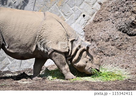 インドサイ 多摩動物公園 インドサイ 多摩動物公園 115342411