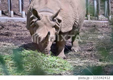 インドサイ　多摩動物公園 115342412