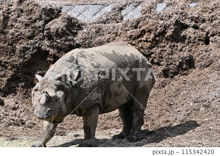 インドサイ 多摩動物公園 インドサイ 多摩動物公園 115342420