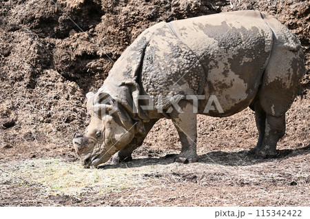インドサイ　多摩動物公園 115342422