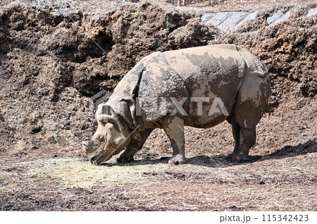 インドサイ　多摩動物公園 115342423