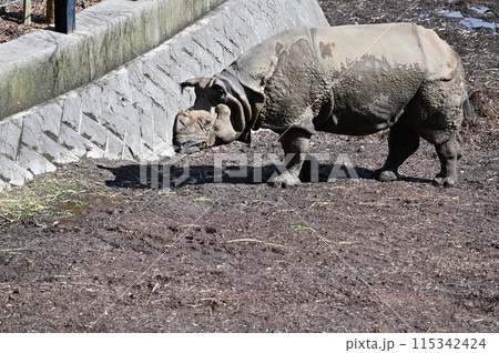インドサイ 多摩動物公園 インドサイ 多摩動物公園 115342424