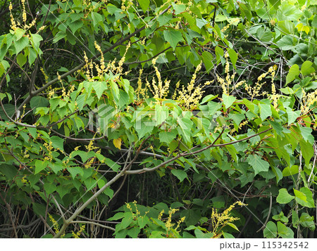 アカメガシワ アカメガシワ 115342542