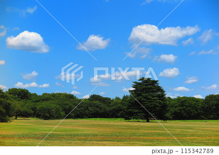 気持ちいい青空の公園 115342789