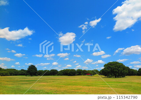 気持ちいい青空の広い公園 気持ちいい青空の広い公園 115342790