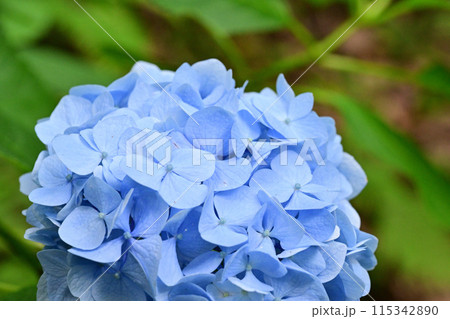 四国香川県坂出市飯野山(讃岐富士)の紫陽花(あじさい) 四国香川県坂出市飯野山(讃岐富士)の紫陽花(あじさい) 115342890