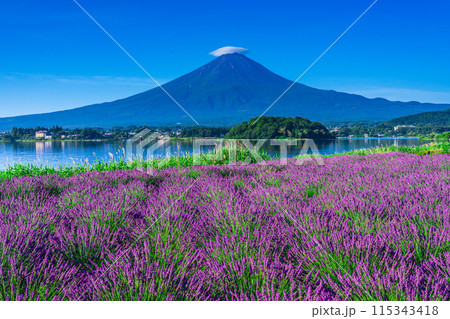 河口湖の大石公園からの富士山とラベンダー畑 115343418
