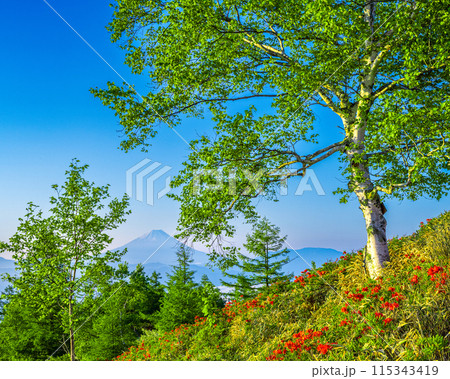 甘利山から望む白樺とレンゲツツジに遠方の富士山 115343419