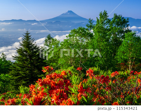 甘利山から見たレンゲツツジと新緑に雲海と富士山 115343421