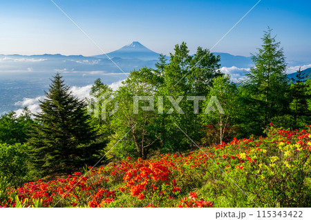 甘利山からのレンゲツツジと遠方の富士山 115343422