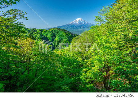 天下茶屋から望む新緑と富士山 115343450
