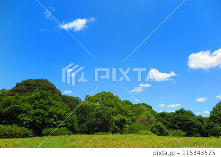 気持ちいい青空と新緑の公園の風景1 115343575