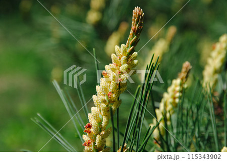 松の木の花 115343902