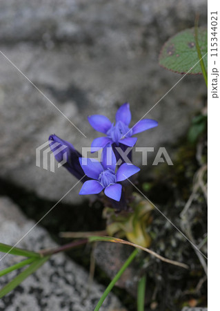 リシリリンドウ1 115344021