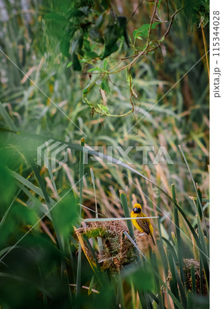 Yellow sparrow is building a nest. Yellow sparrow is building a nest. 115344028