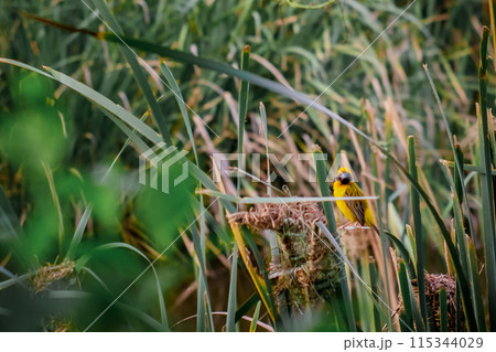 Yellow sparrow is building a nest. 115344029