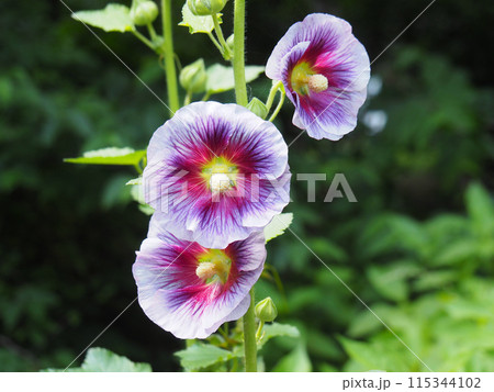 タチアオイの花 115344102