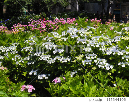 相模原北公園の紫陽花 相模原北公園の紫陽花 115344106