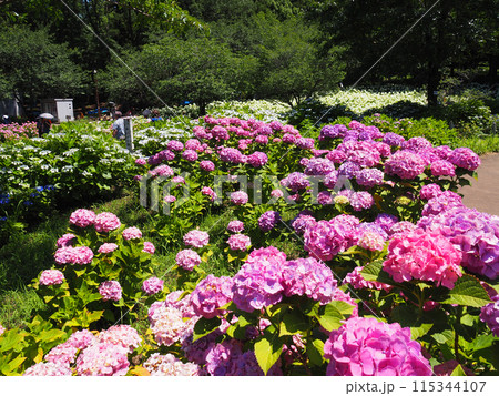 相模原北公園の紫陽花 相模原北公園の紫陽花 115344107