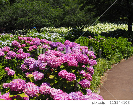相模原北公園の紫陽花 115344108