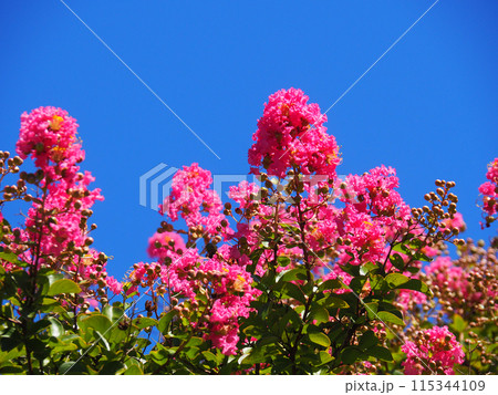 サルスベリの花 サルスベリの花 115344109