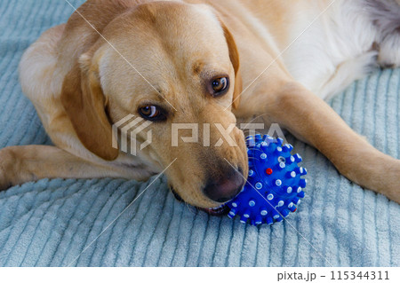Labrador retriever dog playing with ball toy 115344311