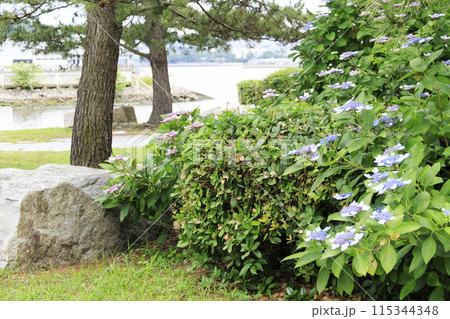神奈川県横浜市金沢区八景島の紫陽花（あじさい・アジサイ） 115344348