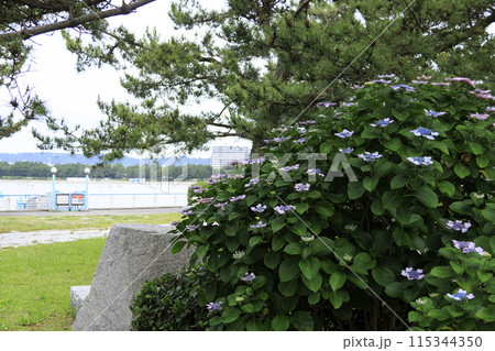 神奈川県横浜市金沢区八景島の紫陽花(あじさい・アジサイ) 神奈川県横浜市金沢区八景島の紫陽花(あじさい・アジサイ) 115344350