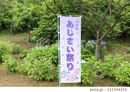 神奈川県横浜市金沢区八景島の紫陽花（あじさい・アジサイ） 115344354