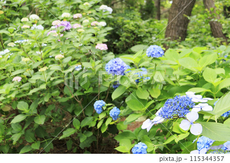 神奈川県横浜市金沢区八景島の紫陽花(あじさい・アジサイ) 神奈川県横浜市金沢区八景島の紫陽花(あじさい・アジサイ) 115344357