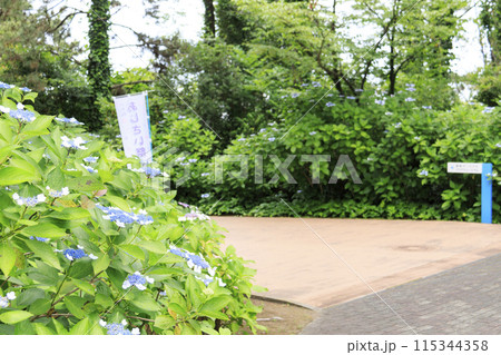 神奈川県横浜市金沢区八景島の紫陽花(あじさい・アジサイ) 神奈川県横浜市金沢区八景島の紫陽花(あじさい・アジサイ) 115344358