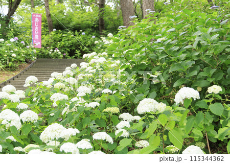 神奈川県横浜市金沢区八景島の紫陽花(あじさい・アジサイ) 神奈川県横浜市金沢区八景島の紫陽花(あじさい・アジサイ) 115344362