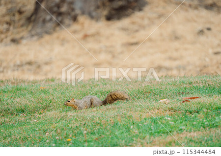 アメリカに生きるリス32 115344484