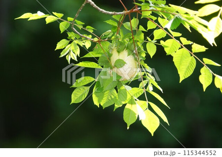 木の上のモリアオガエルの卵 木の上のモリアオガエルの卵 115344552