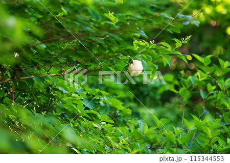 木の上のモリアオガエルの卵 115344553