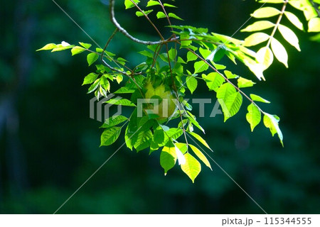 木の上のモリアオガエルの卵 木の上のモリアオガエルの卵 115344555
