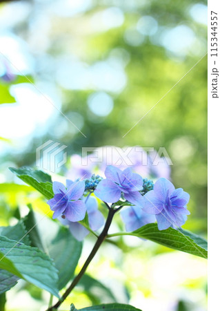 公園に咲く青い紫陽花 115344557