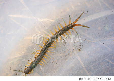 百足のクローズアップ写真 115344748