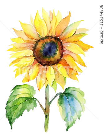 一輪のひまわりの水彩イラストのイラスト素材 [115344836] - PIXTA